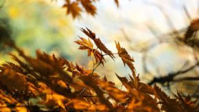 Autumn photography: 8 ways to ensure creative images 