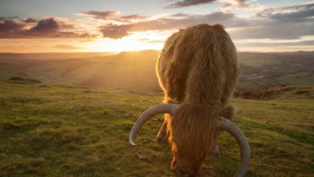 Highland cattle