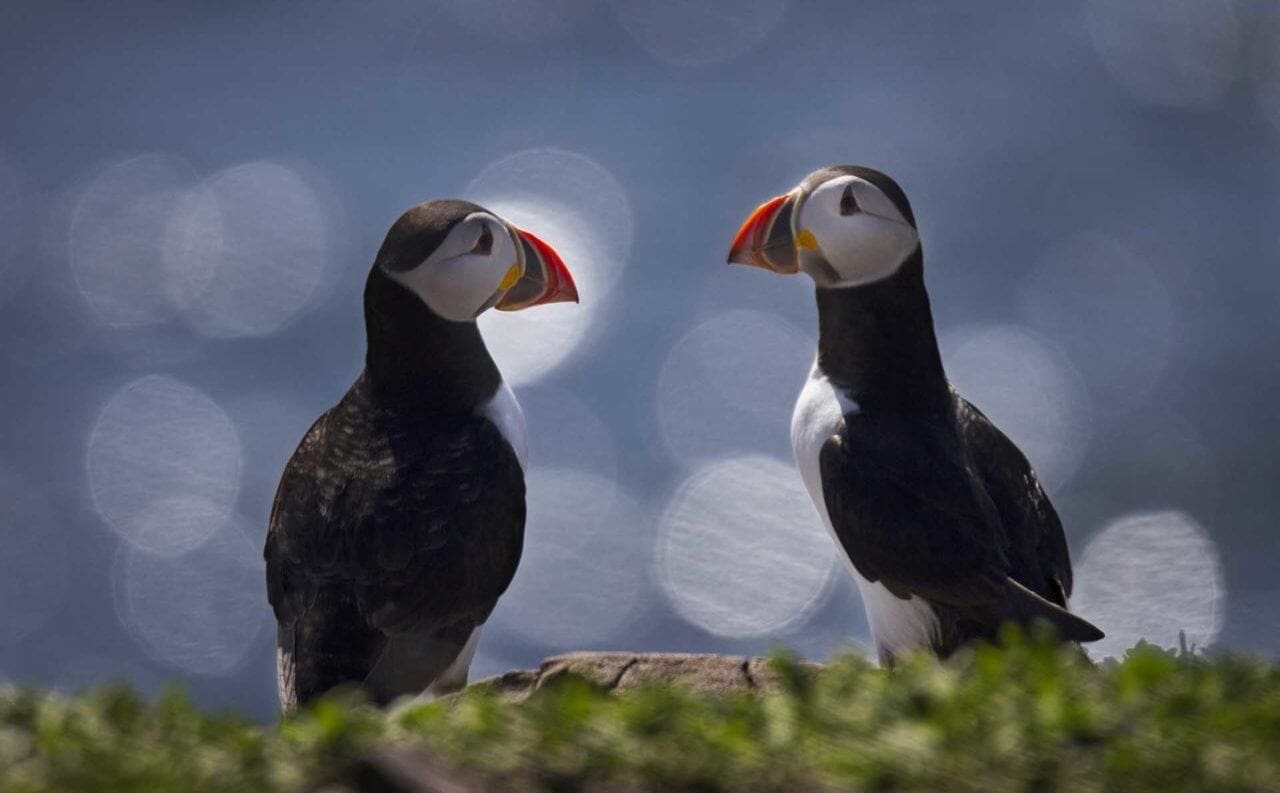 Two puffins