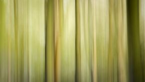 Woodland shot with Intentional Camera Movement