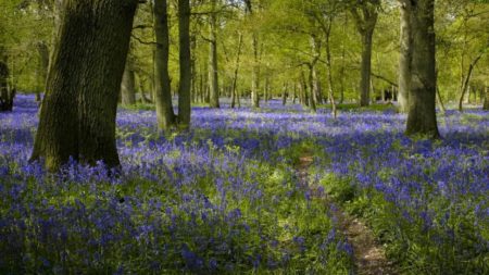 How to Photograph Bluebells woodland