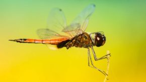10 quick insect photography tips