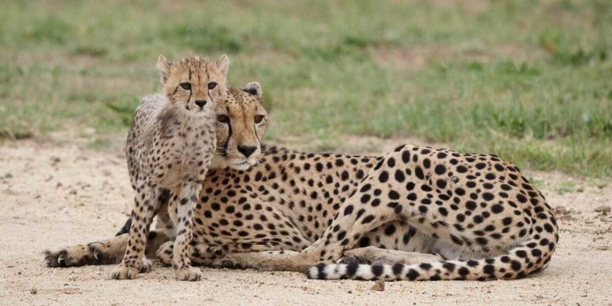 Photographing Wildlife with the Panasonic Lumix G9: Cheetah