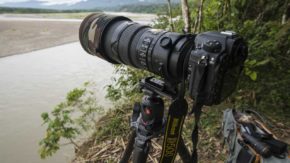 Best cameras for wildlife photography