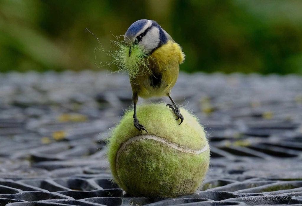 How to photograph garden birds - Photo © Douglas McCall