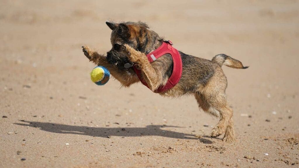 CJPOTY round 4: Mouvement - chiot bondissant sur une balle