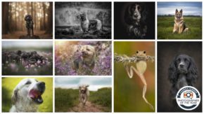 CJPOTY 2022 round nine winners