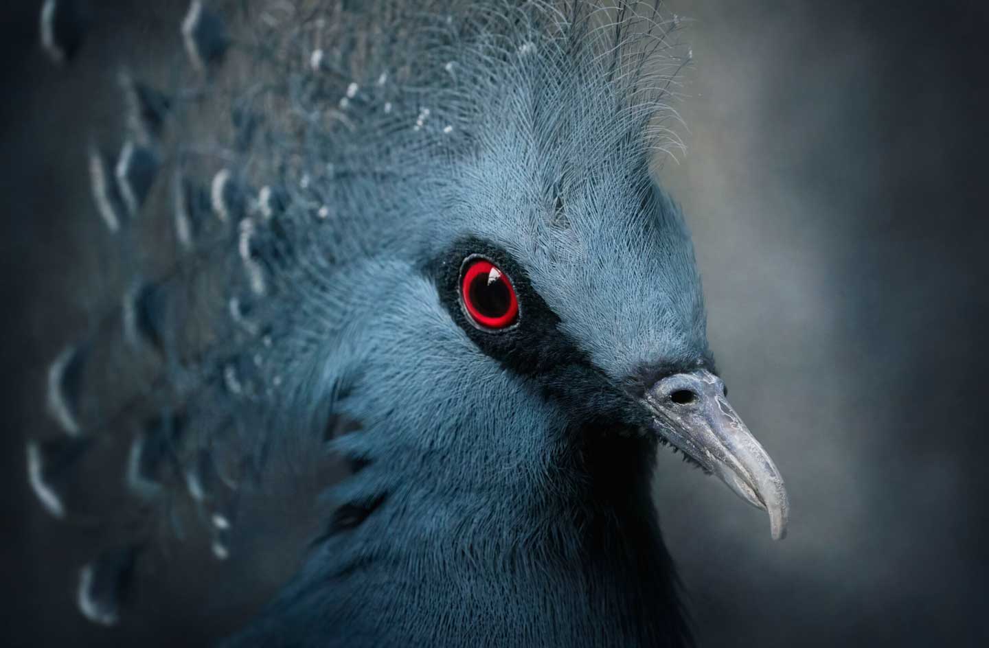 CJPOTY Image présélectionnée de février - Victoria Crested Pigeon