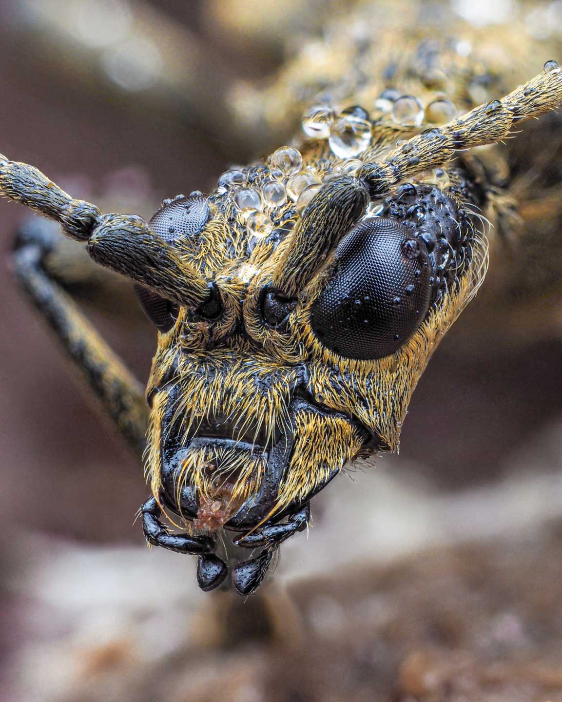 CJPOTY Image présélectionnée de février - insecte