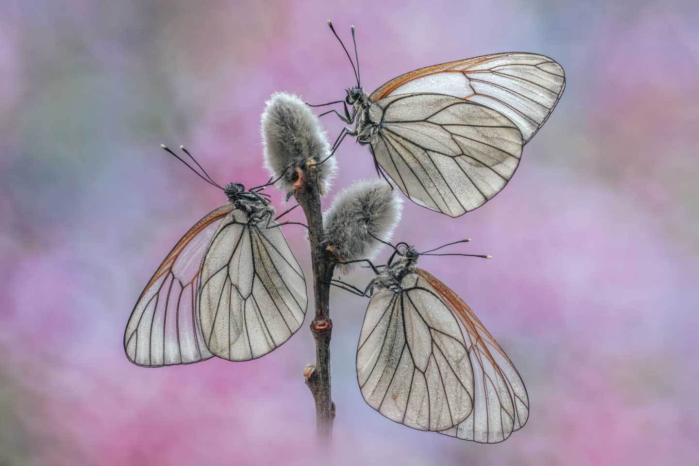 CJPOTY February shortlisted image - three butterflies