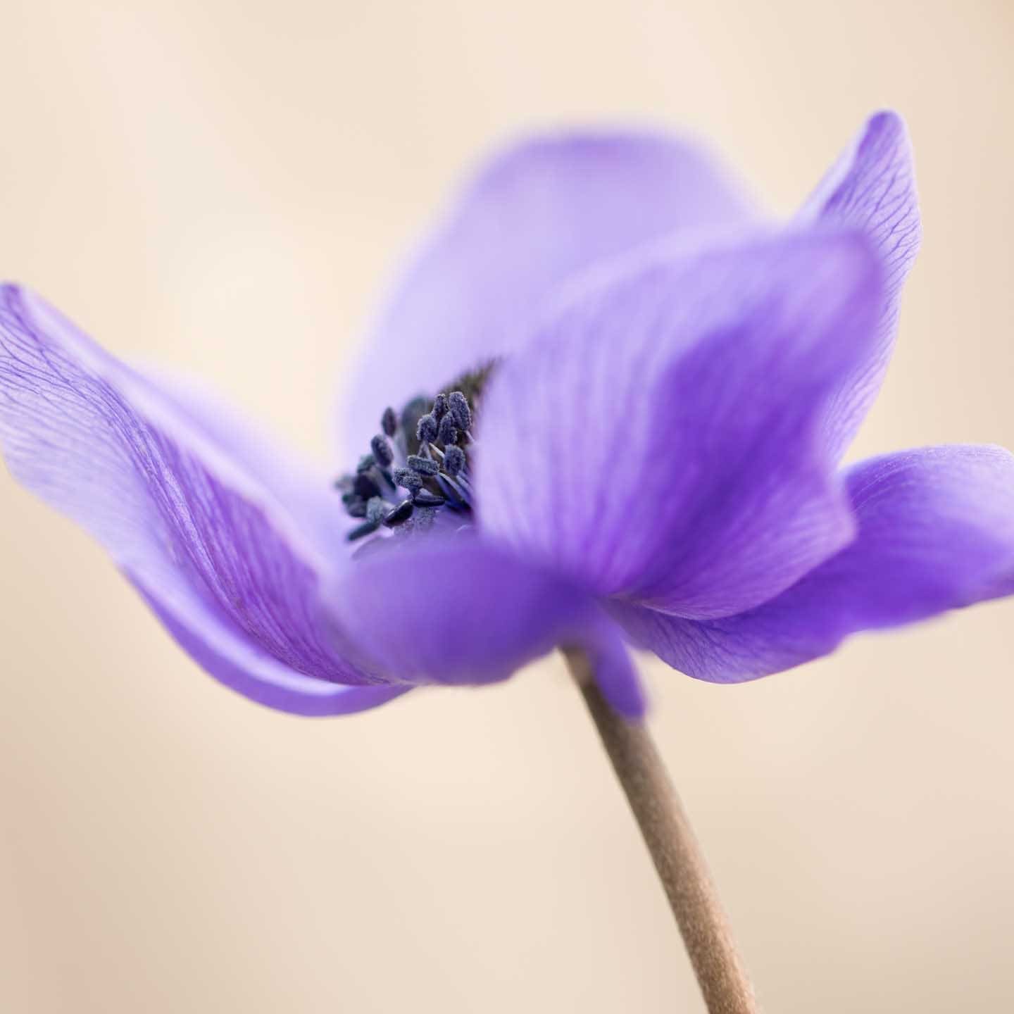 CJPOTY round 3 (March 2023) shortlisted image - anemone