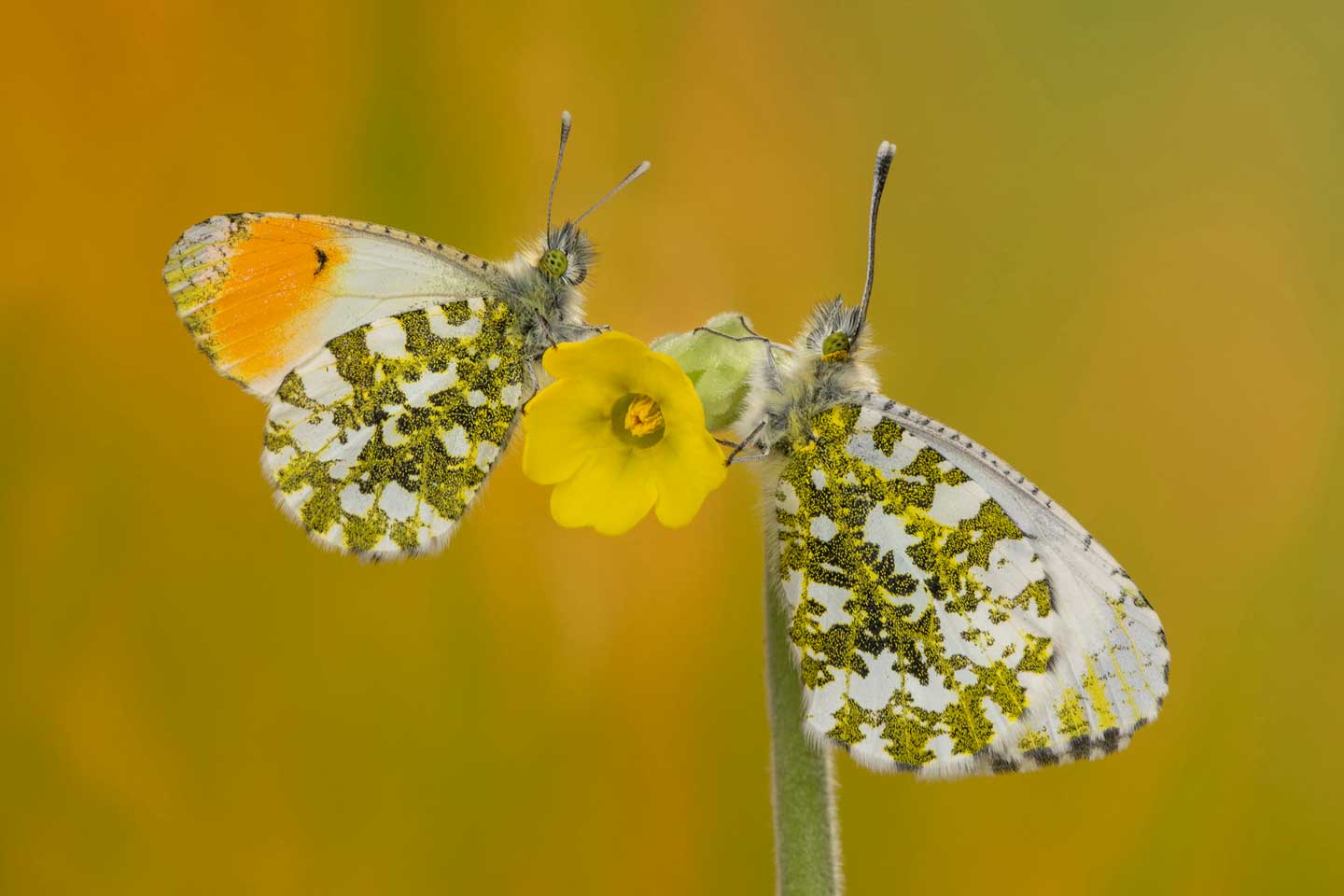 CJPOTY round 3 (March 2023) shortlisted image - butterflies