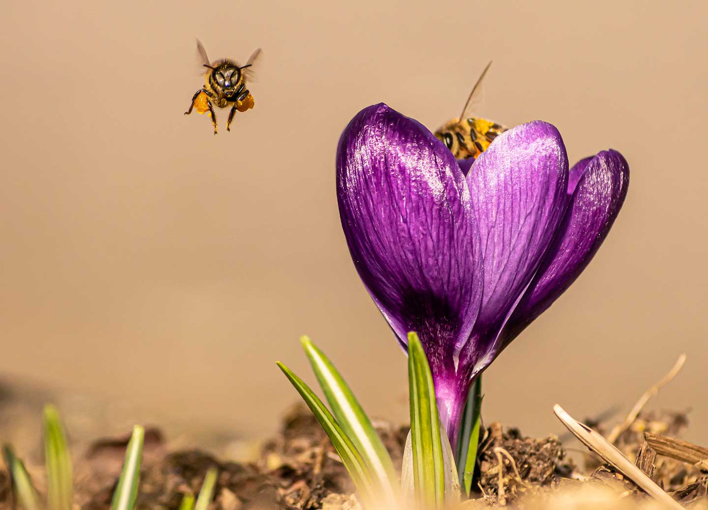 CJPOTY round 3 (March 2023) shortlisted image - crocus with bees