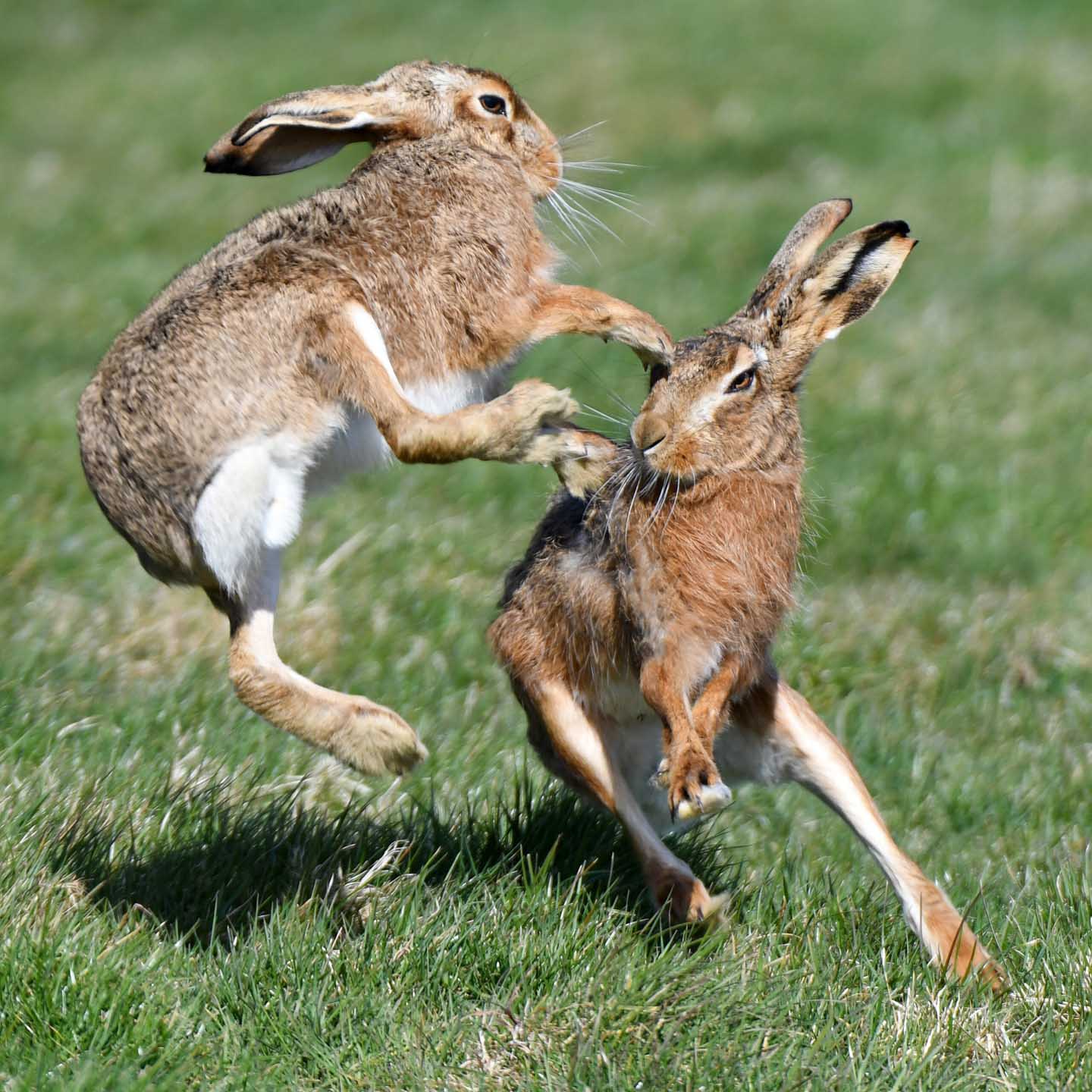 CJPOTY round 3 (March 2023) shortlisted image - hares fighting