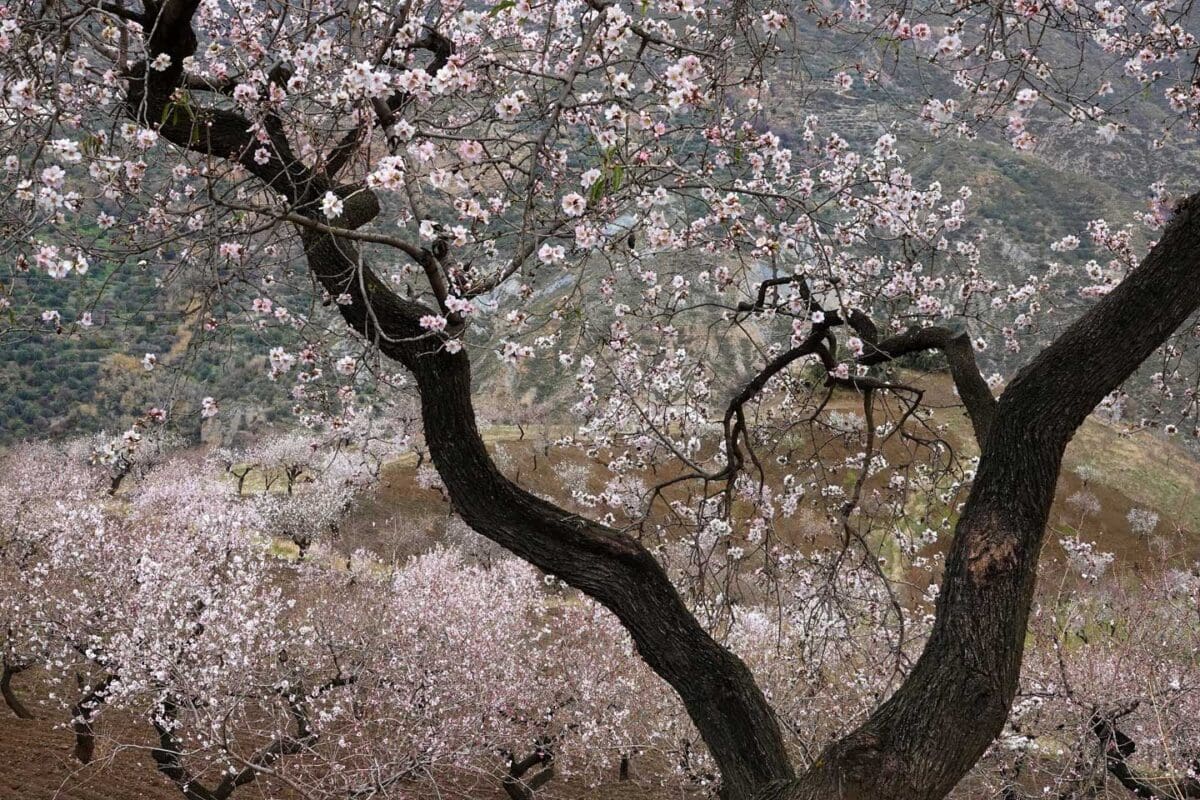 CJPOTY round 3 (mars 2023) image présélectionnée - arbre avec fleur