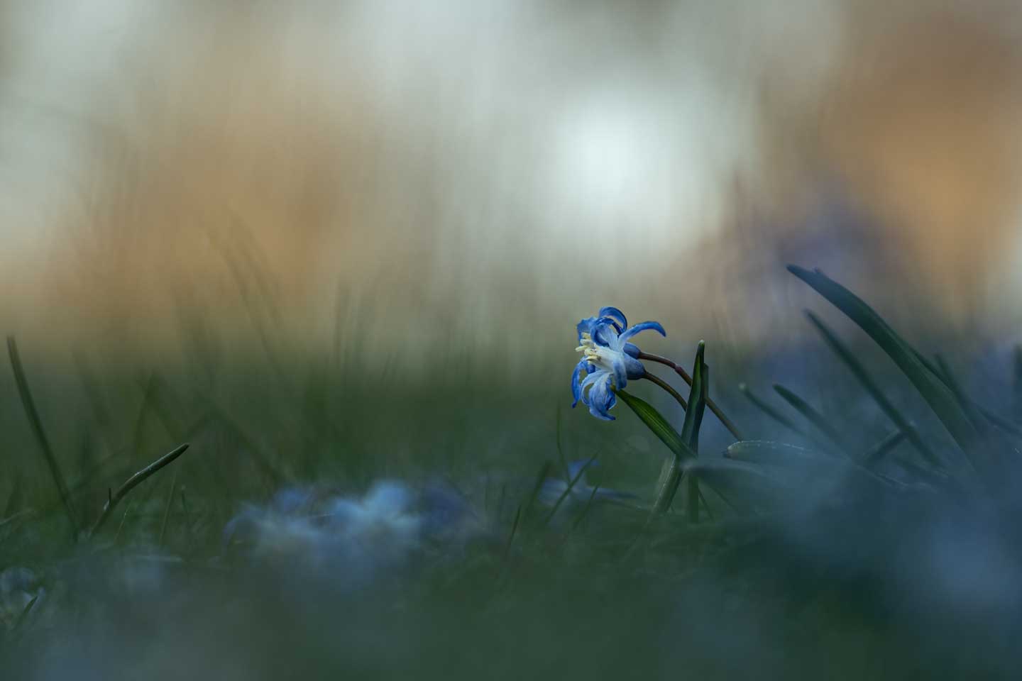 CJPOTY round 3 (March 2023) shortlisted image - blue flower