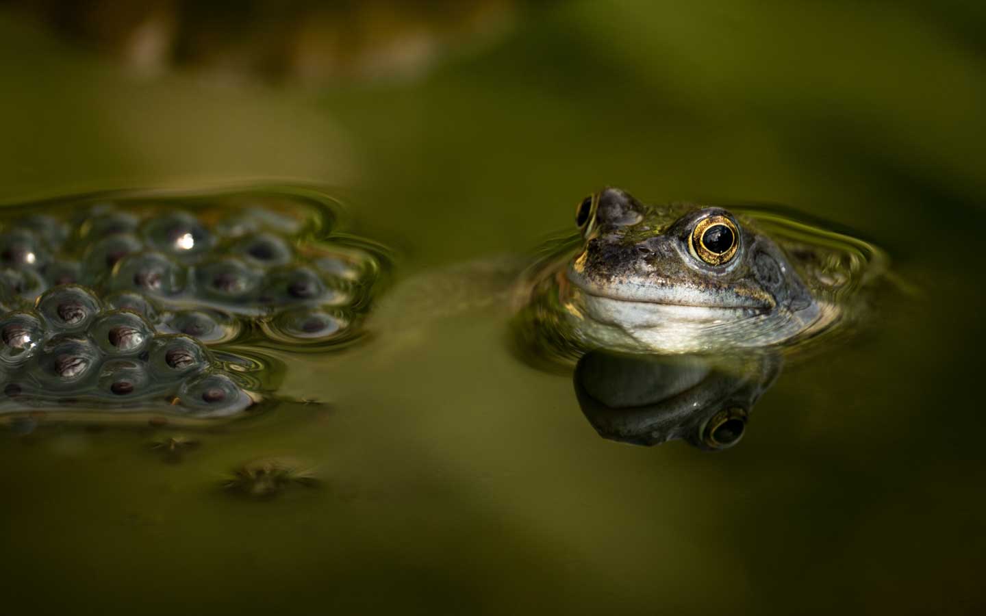 CJPOTY round 3 (March 2023) shortlisted image - frog with spawn