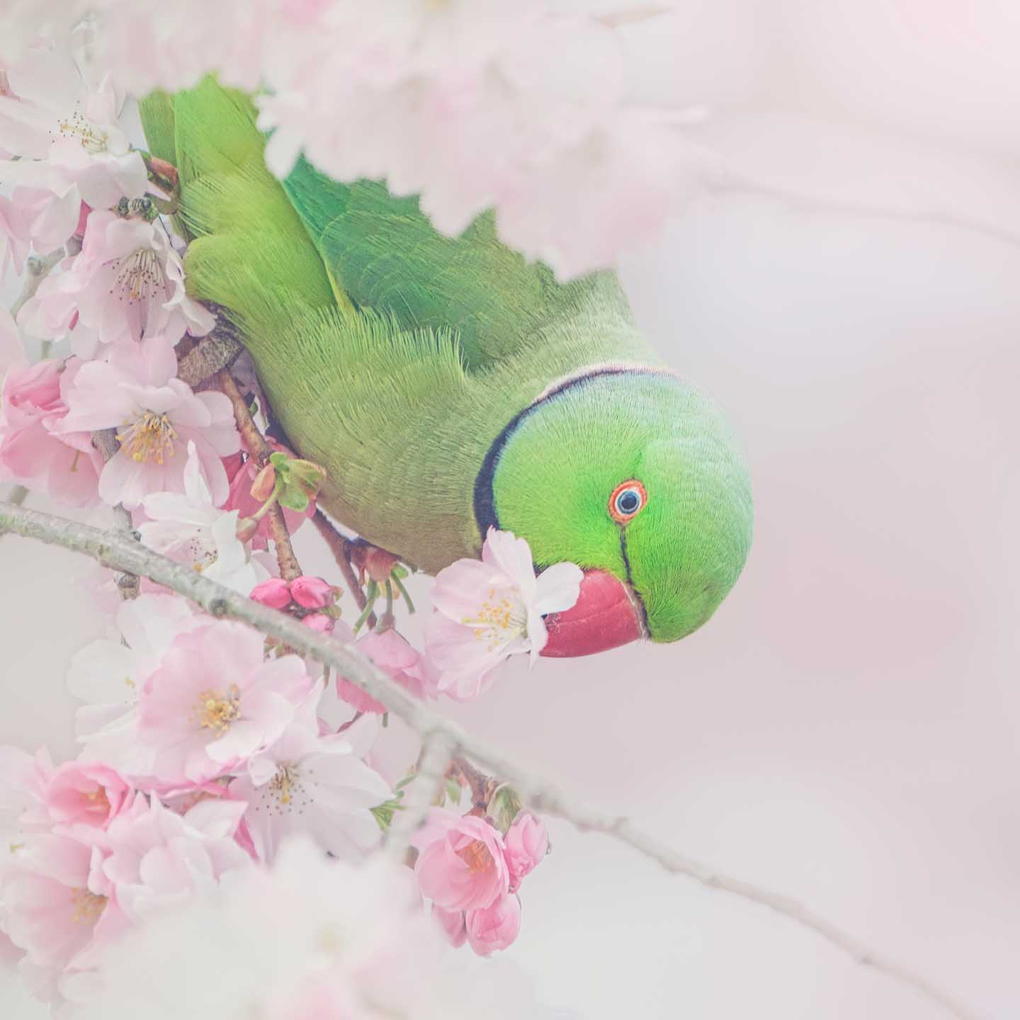 CJPOTY round 3 (March 2023) shortlisted image - parakeet and blossom
