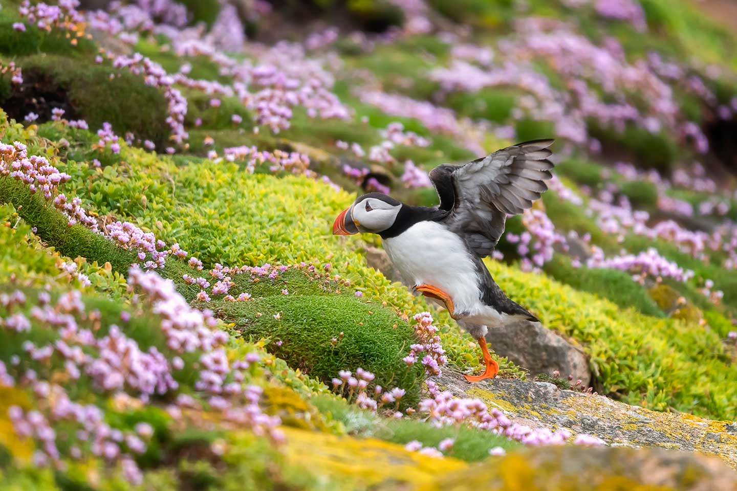 CJPOTY round 3 (March 2023) shortlisted image - puffin and sea pinks