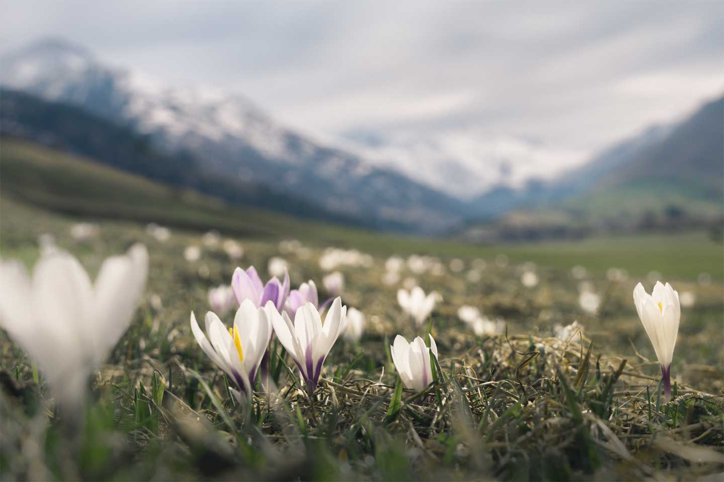 CJPOTY round 3 (March 2023) shortlisted image - crocuses