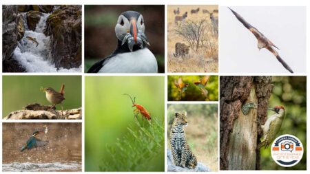 CJPOTY June 2023 'Wildlife' shortlisted images