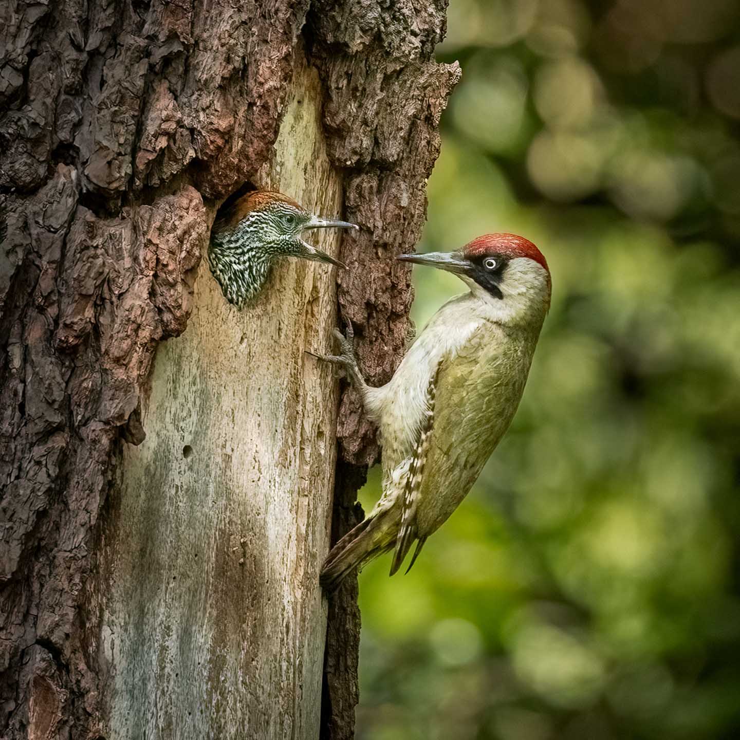 CJPOTY June 2023 'Wildlife' shortlisted images