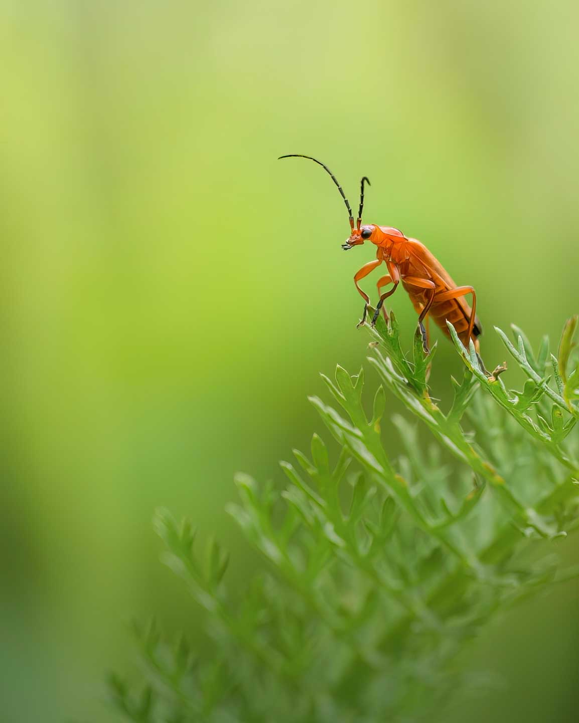 CJPOTY June 2023 'Wildlife' shortlisted images