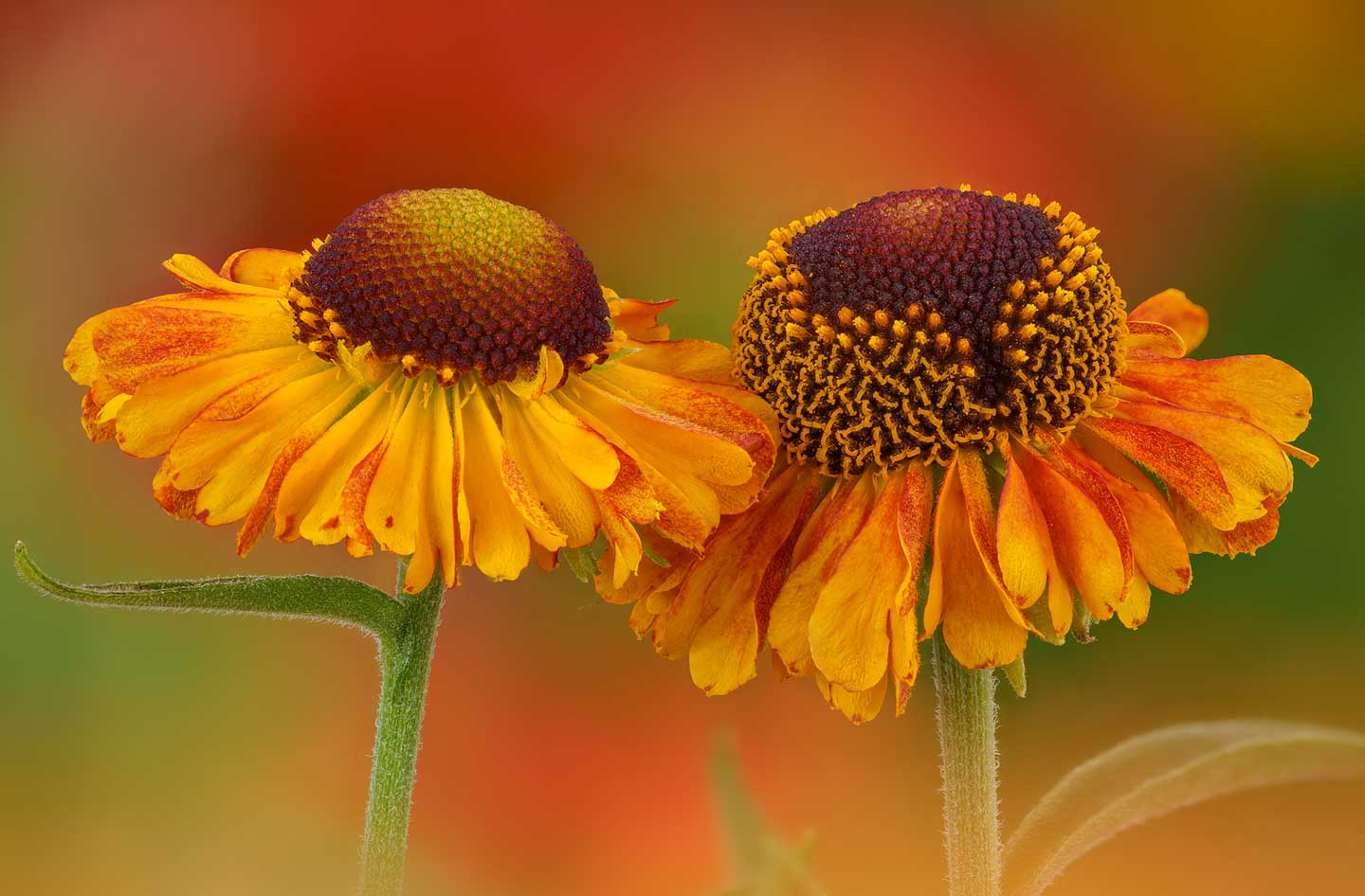 CJPOTY July 2023 shortlisted image for the Summer theme - orange flowers